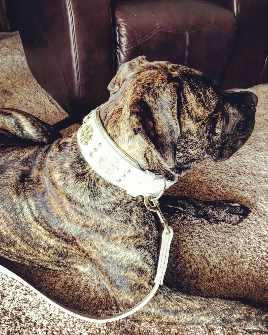 The "Maximus" leash white & gold - SJB-DIAMOND ELITES