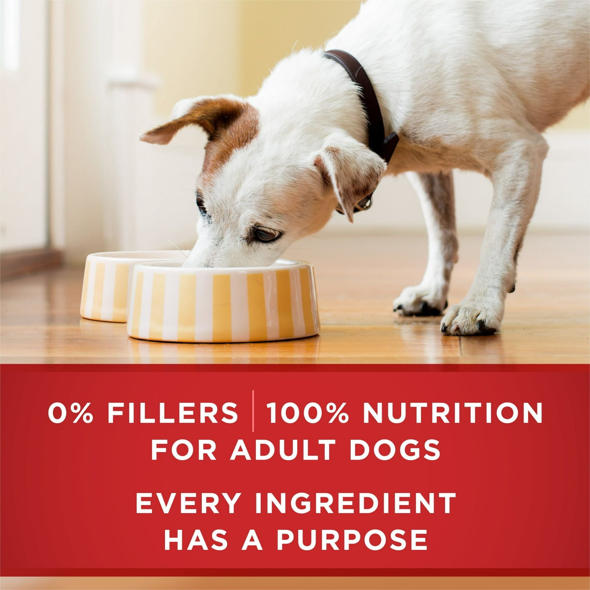 Purina One Classic Ground for Adult Dogs Chicken and Brown Rice, 13 oz Cans (12 Pack) EasyOptionXY LLC