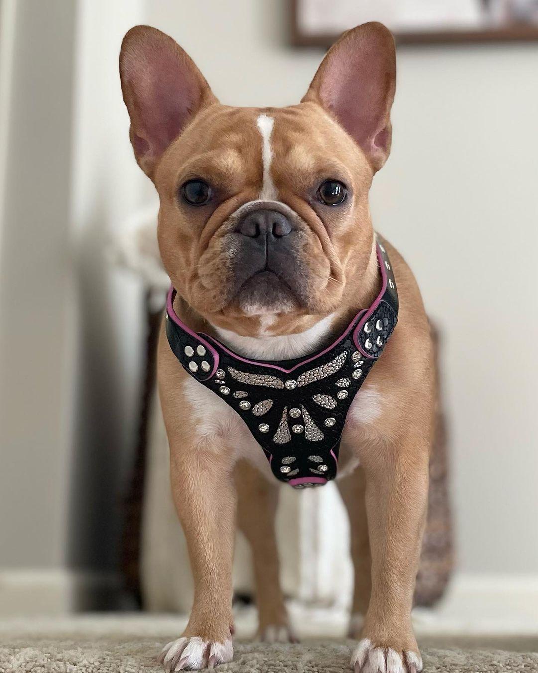 The ''Ariel'' harness Small to Medium Size - SJB-DIAMOND ELITES