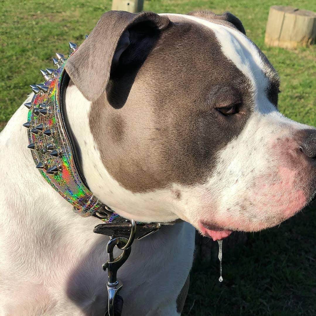 ''Chameleon'' LIMITED big dog collar - SJB-DIAMOND ELITES
