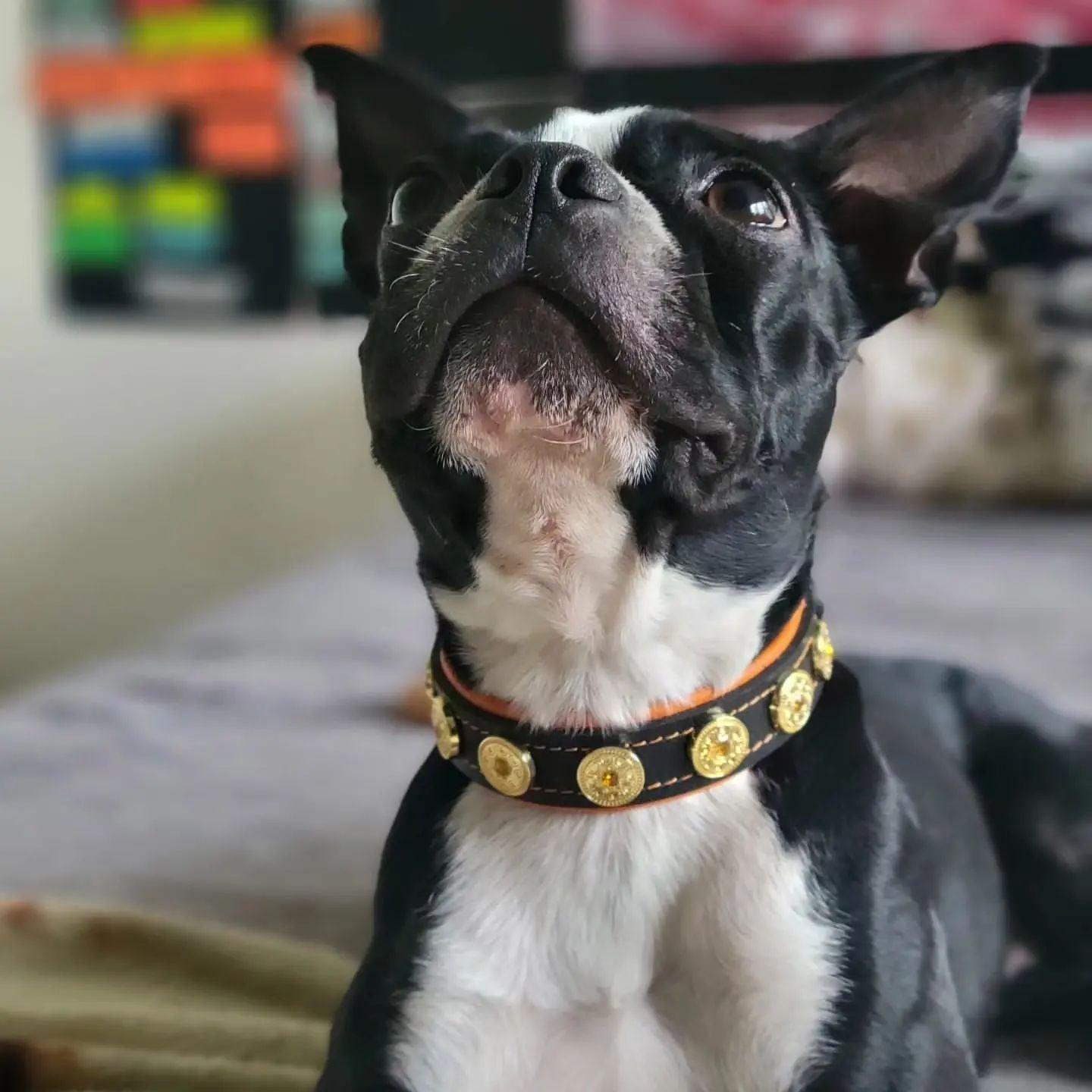 The "Bijou" handmade puppy collar - SJB-DIAMOND ELITES