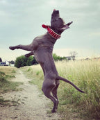 Red "Frenchie" collar Bestia Dog Gear