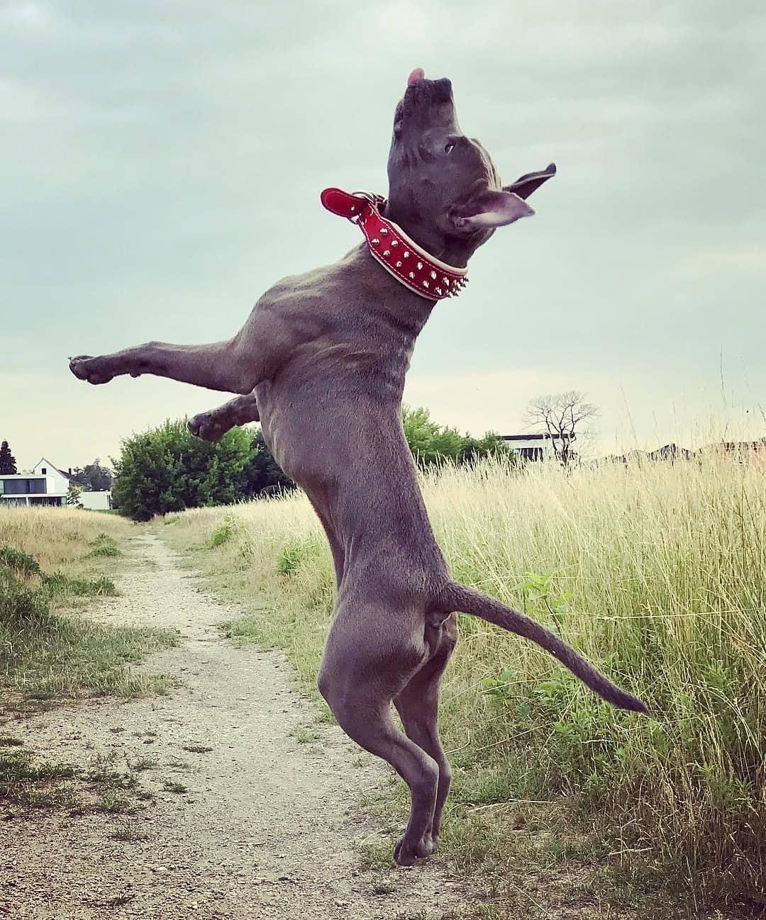 Red "Frenchie" collar Bestia Dog Gear