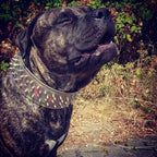 ''Chameleon'' LIMITED big dog collar - SJB-DIAMOND ELITES
