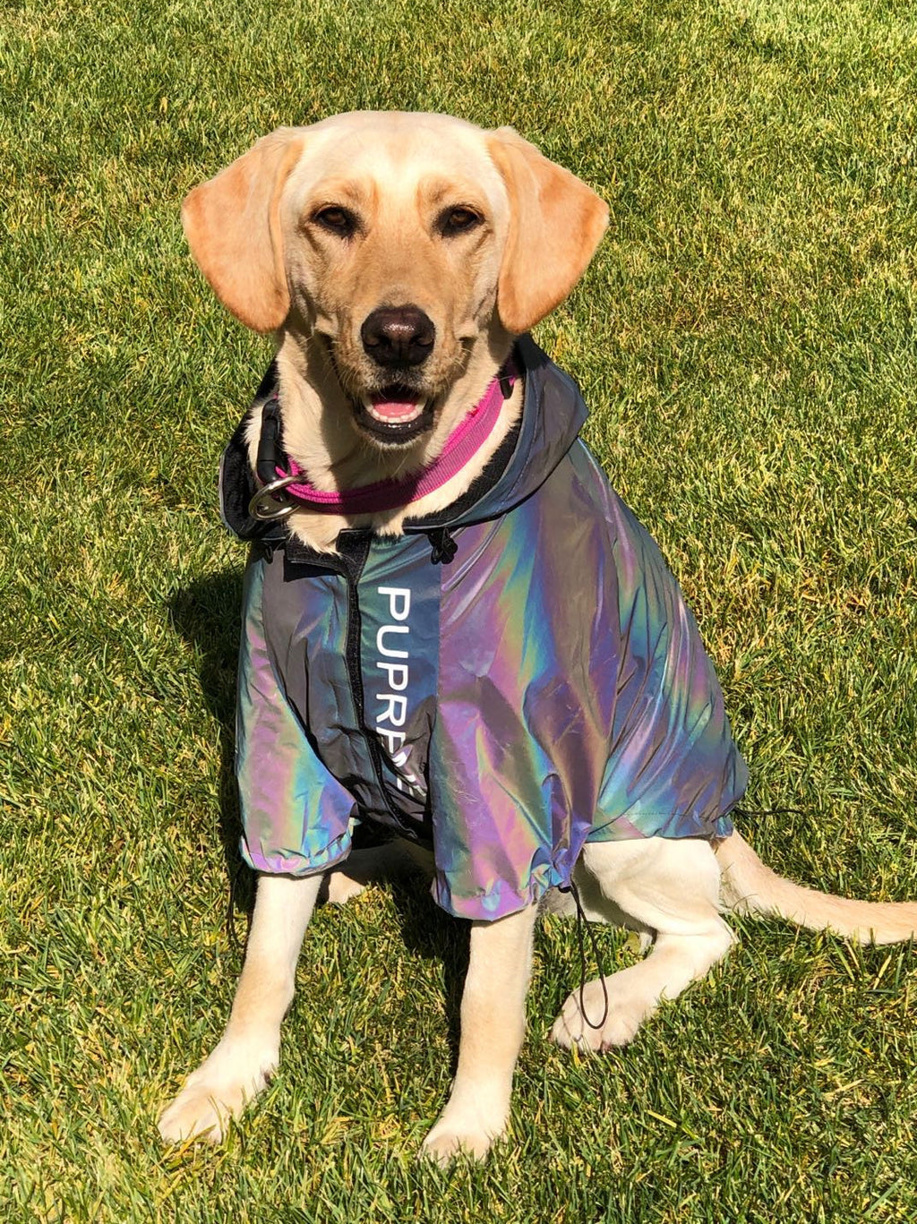 Microcrystalline reflective dog clothes Pi-Mart