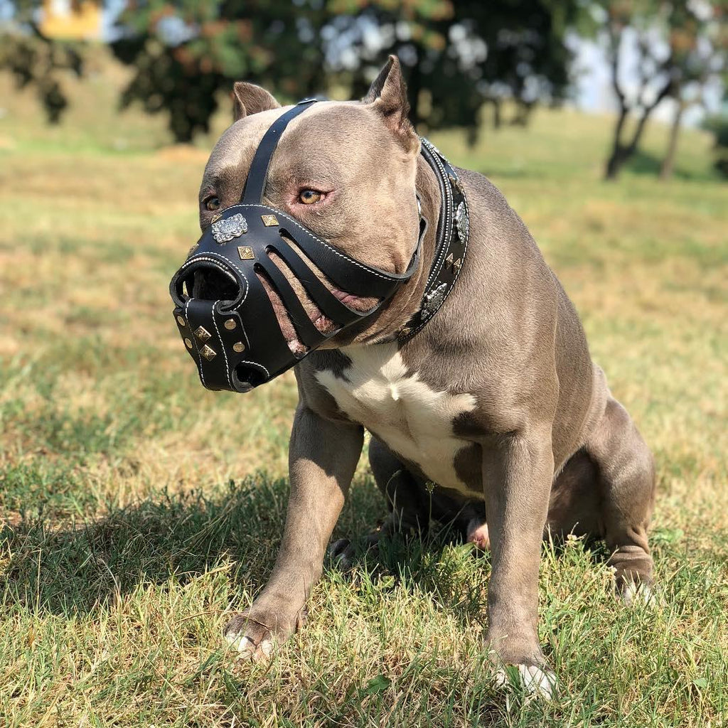 ''Aztec'' Dark Brown Basket Muzzle - SJB-DIAMOND ELITES