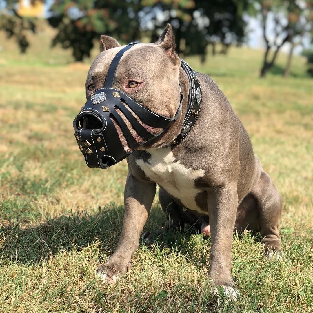 ''Aztec'' Dark Brown Basket Muzzle - SJB-DIAMOND ELITES