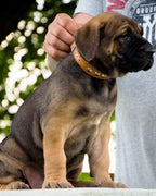 The "Superstar" puppy dog collar - SJB-DIAMOND ELITES