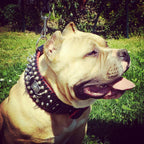 the "DAVID" hand stitched 3.15 inch wide show collar - SJB-DIAMOND ELITES
