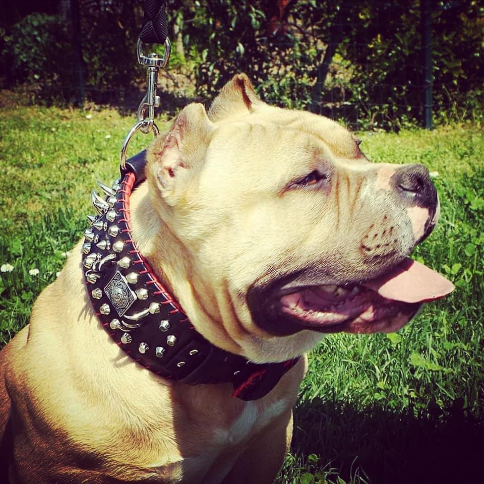 the "DAVID" hand stitched 3.15 inch wide show collar - SJB-DIAMOND ELITES