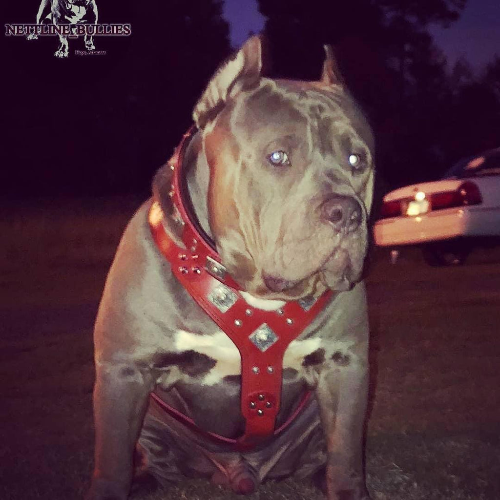 The "Eros" harness RED - SJB-DIAMOND ELITES
