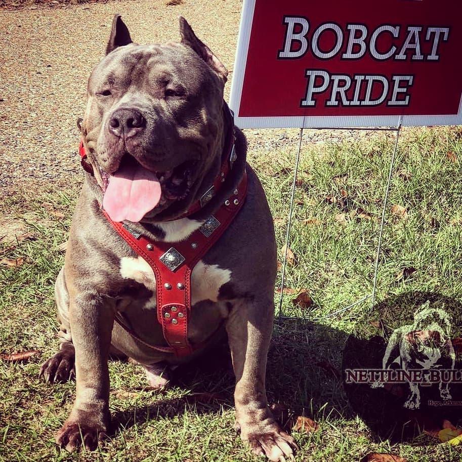 The "Eros" harness RED - SJB-DIAMOND ELITES