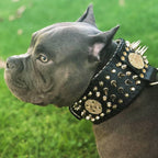 ''Imperium'' hand stitched 8 cm wide show collar - SJB-DIAMOND ELITES