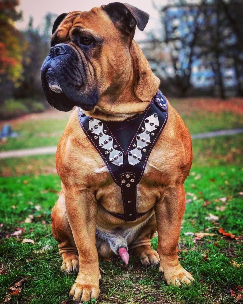 The "Steel" harness Bestia Dog Gear
