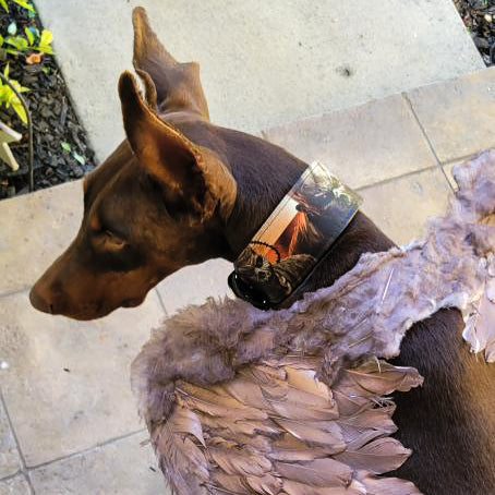 The Scare Collar Limited Bestia Dog Gear