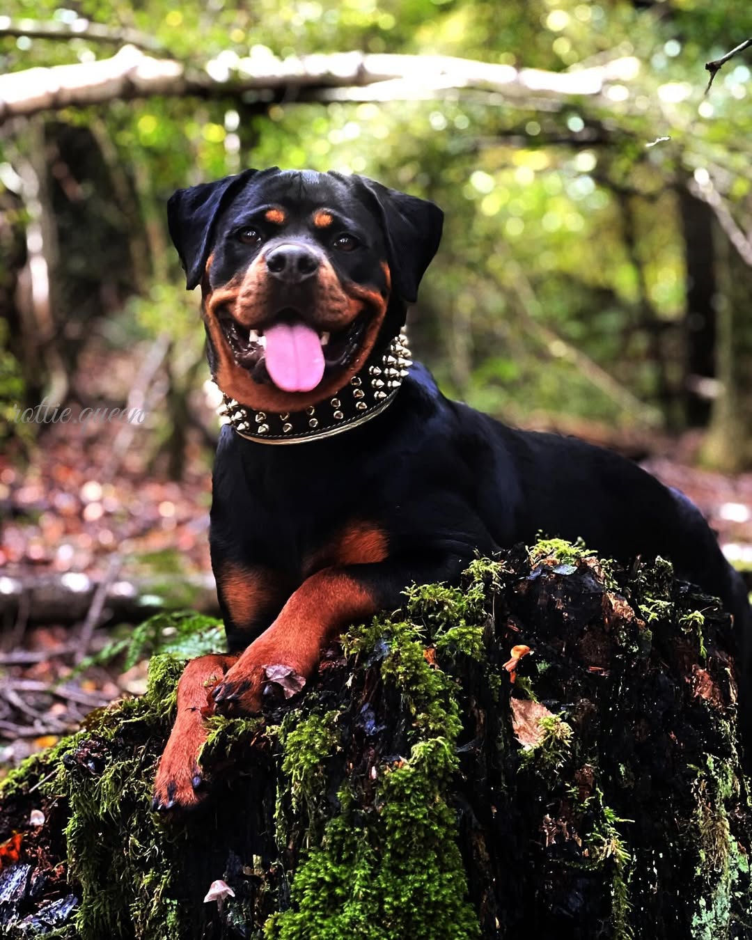 The "Gold Giant" collar Bestia Dog Gear