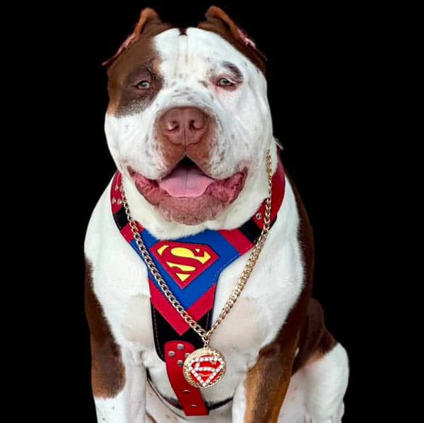 Superdog Harness Bestia Dog Gear