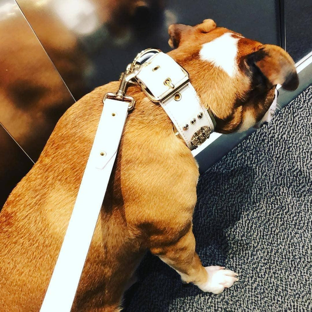 The "Maximus" leash white & gold - SJB-DIAMOND ELITES