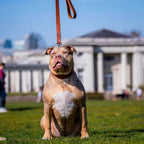 Plain "Style" collar brown Bestia Dog Gear