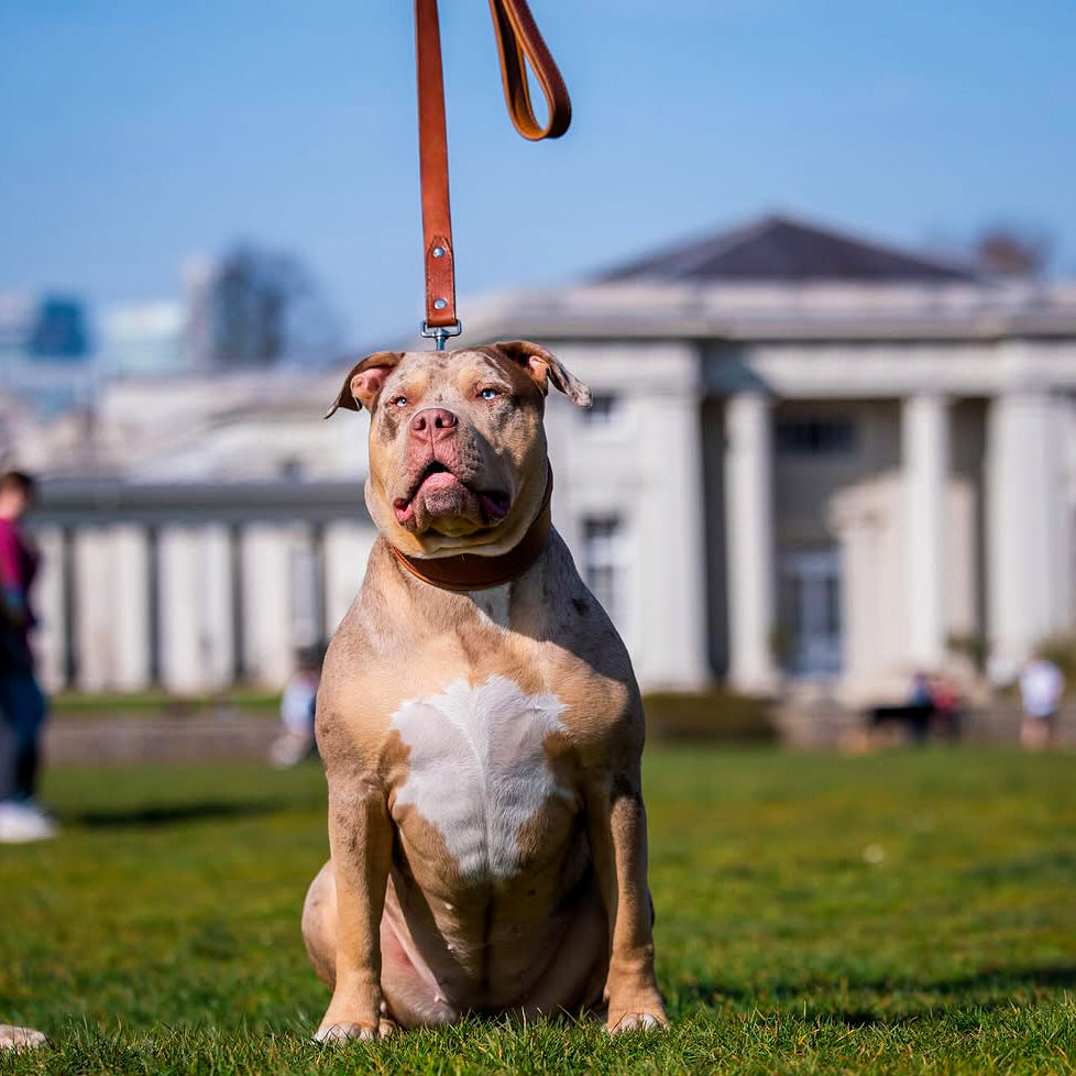 Plain "Style" collar brown Bestia Dog Gear