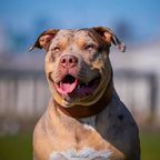 Plain "Style" collar brown Bestia Dog Gear