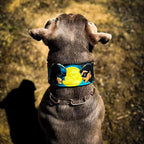 The BCW Limited Collar - SJB-DIAMOND ELITES