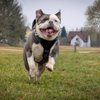 The ''Style'' harness Black - SJB-DIAMOND ELITES