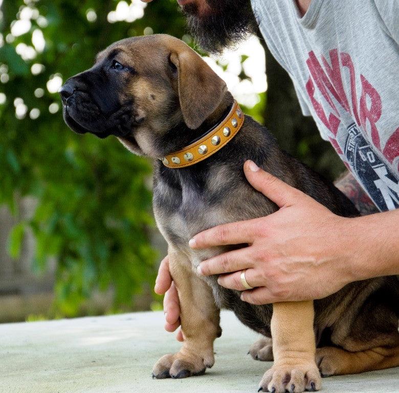 The "Superstar" puppy dog collar - SJB-DIAMOND ELITES