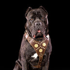 The "Maximus" brown harness - SJB-DIAMOND ELITES