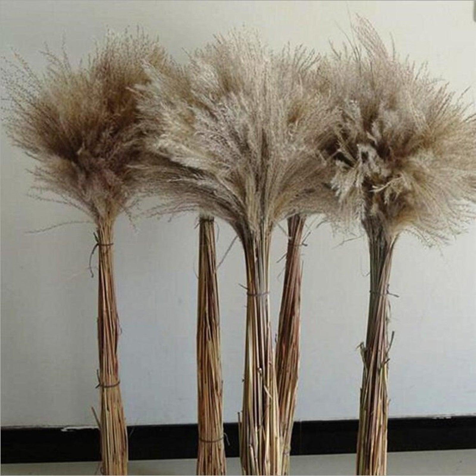 50Pcs/Bunch 50cm Natural Phragmites Reed Flowers Bulrush Bouquet Big Dried Pampas Grass Wedding Decoration Home Fall Decor Stevvex