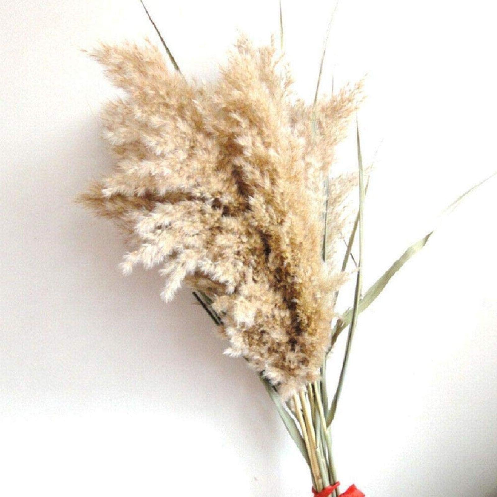 50Pcs/Bunch 50cm Natural Phragmites Reed Flowers Bulrush Bouquet Big Dried Pampas Grass Wedding Decoration Home Fall Decor Stevvex