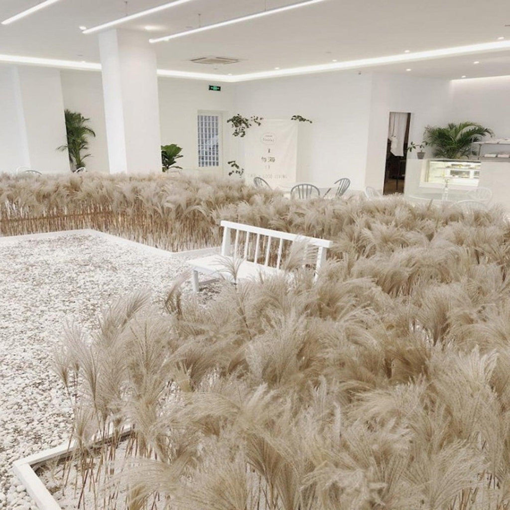 50Pcs/Bunch 50cm Natural Phragmites Reed Flowers Bulrush Bouquet Big Dried Pampas Grass Wedding Decoration Home Fall Decor Stevvex