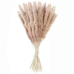 50Pcs/Bunch 50cm Natural Phragmites Reed Flowers Bulrush Bouquet Big Dried Pampas Grass Wedding Decoration Home Fall Decor Stevvex