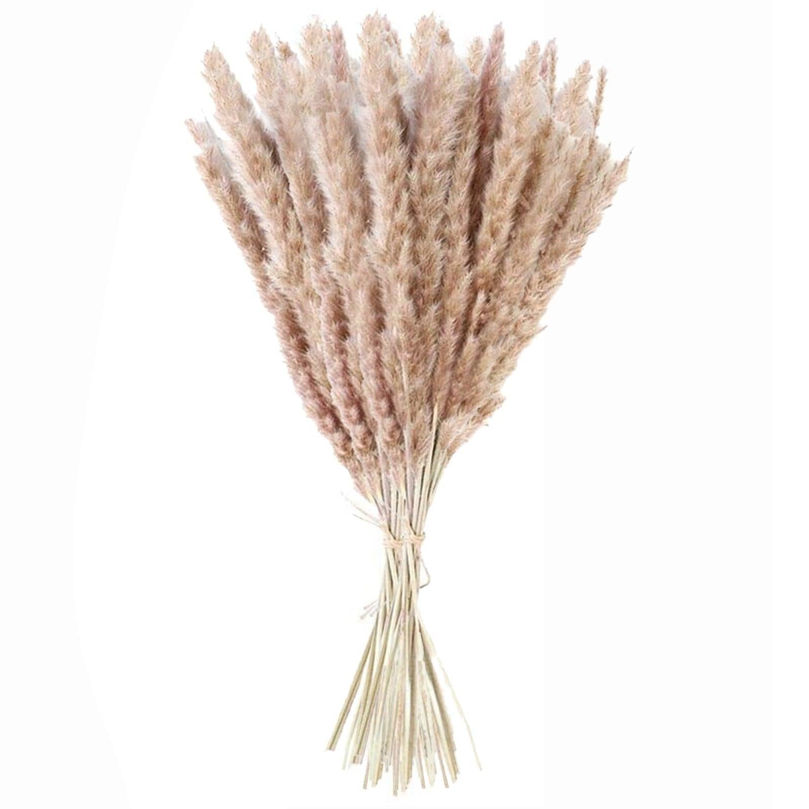 50Pcs/Bunch 50cm Natural Phragmites Reed Flowers Bulrush Bouquet Big Dried Pampas Grass Wedding Decoration Home Fall Decor Stevvex