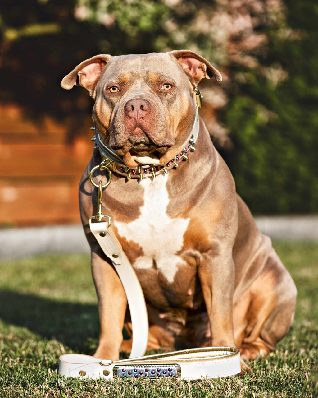The Candy Dog Collar Bestia Dog Gear