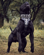 "Hektor" collar Bestia Dog Gear