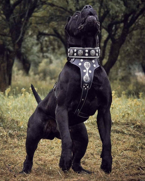 "Hektor" collar Bestia Dog Gear