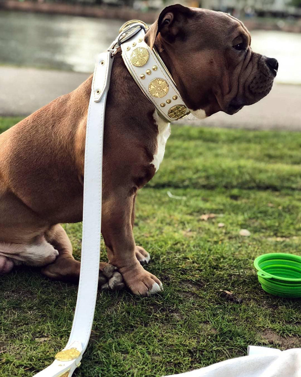 The "Maximus" leash white & gold - SJB-DIAMOND ELITES