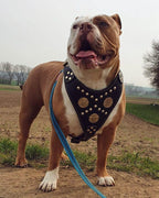 The "Maximus" harness black & gold Bestia Dog Gear