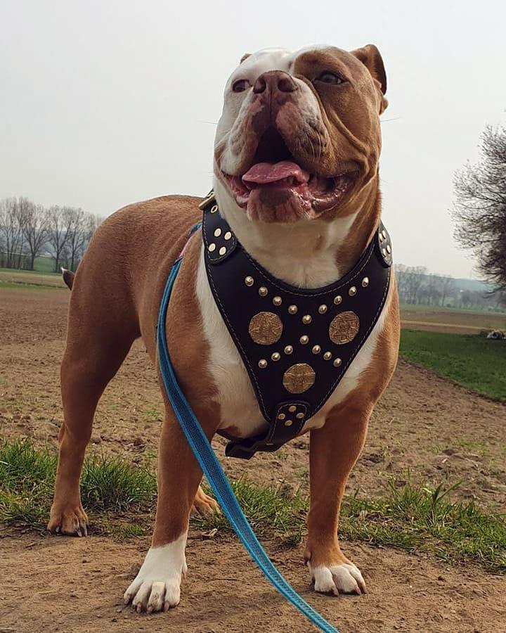 The "Maximus" harness black & gold Bestia Dog Gear