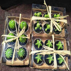 6Pcs Cactus Candle Cube Candle Simulated Plant Set Paraffin Scented 3D Candle Delicate Succulent Cactus Candles for Valentine's Day Birthday Party Wedding Spa Home Decoration Gifts Home Candle Tea Light Background Props Decor Stevvex