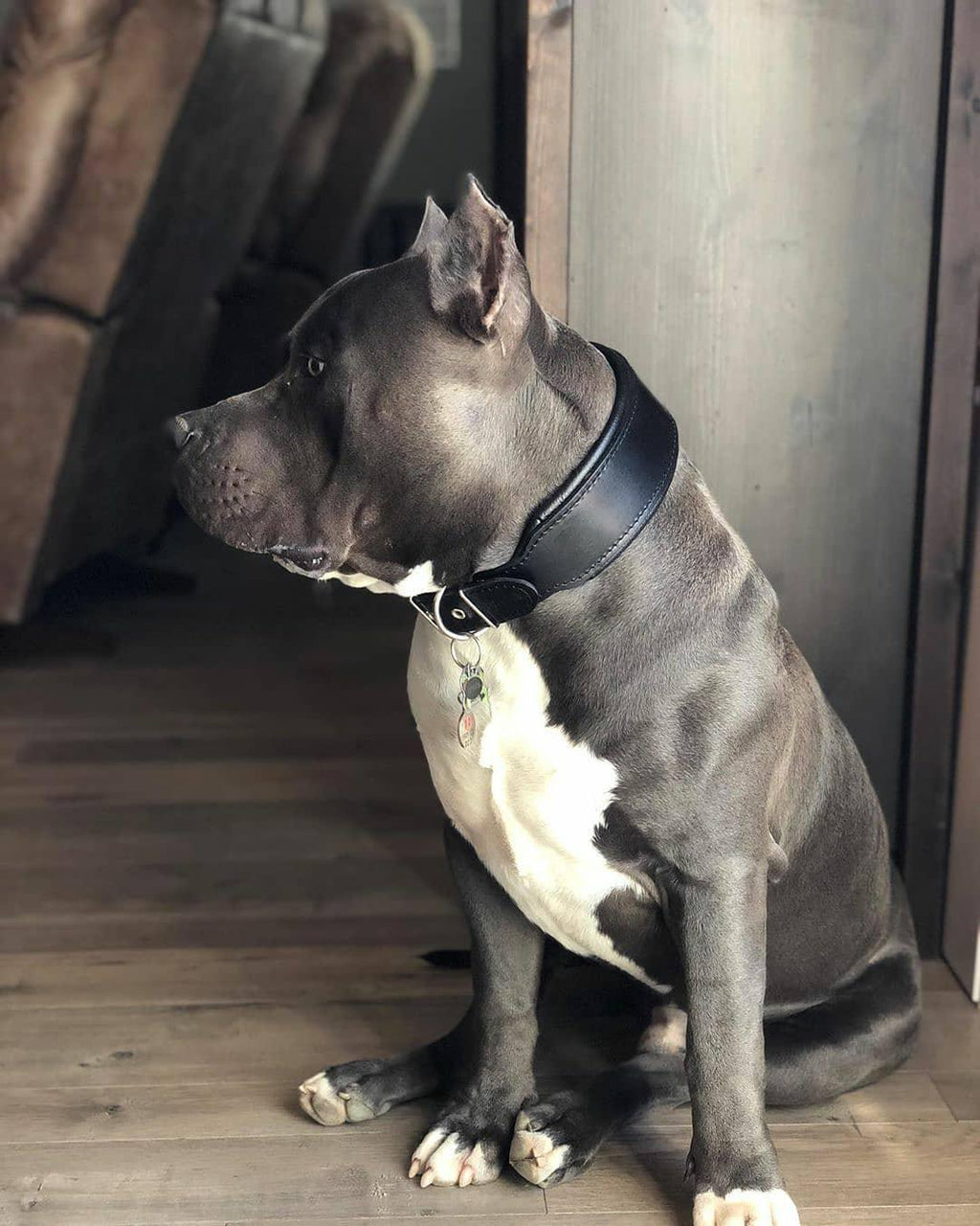 Plain "Style" Collar black Bestia Dog Gear