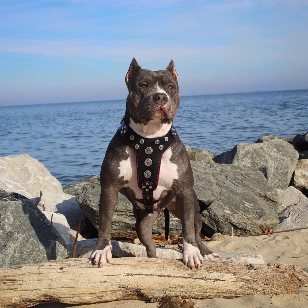 ''Bijou'' harness Black & Red for big dogs - SJB-DIAMOND ELITES