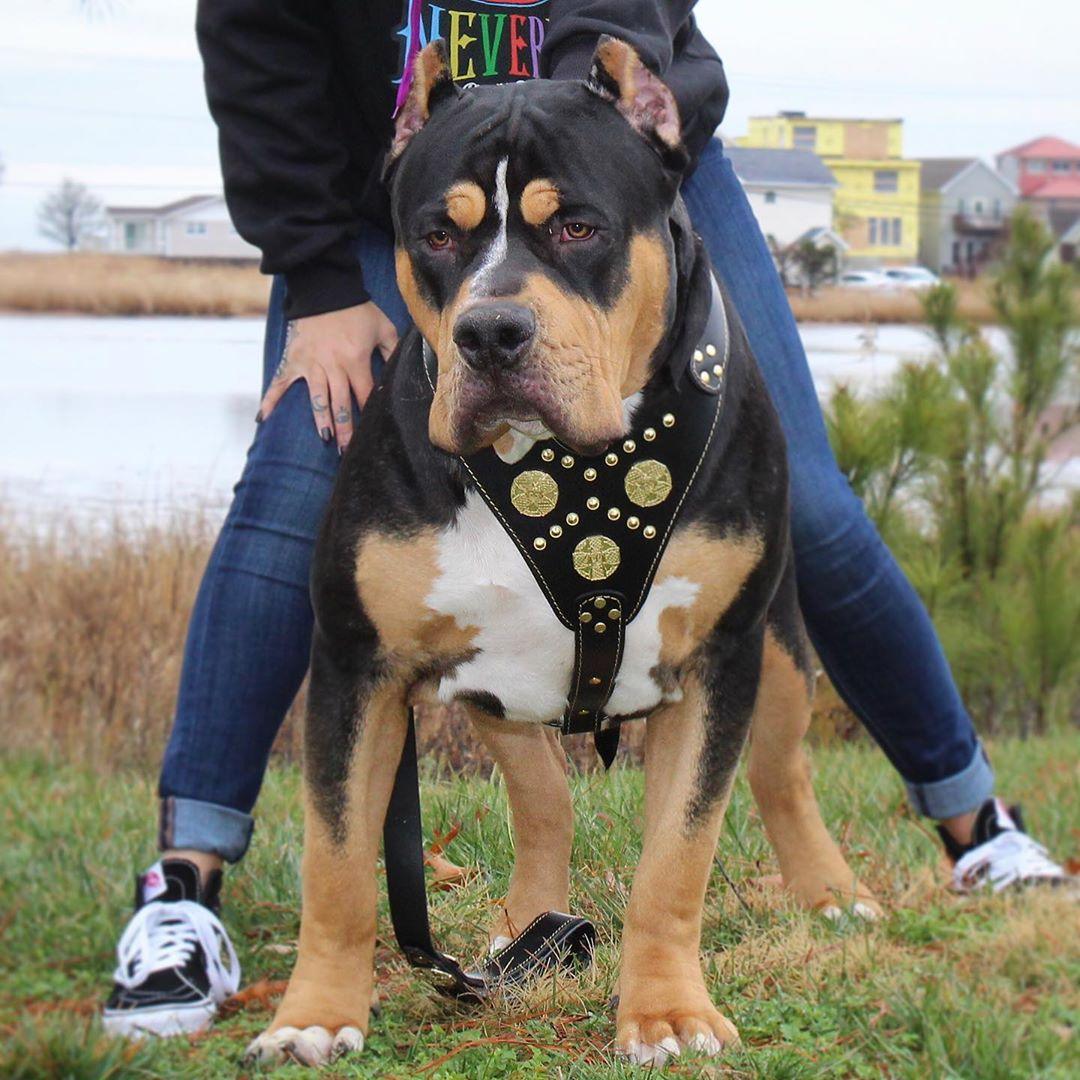 The "Maximus" harness black & gold Bestia Dog Gear