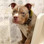 The ''Shrek'' collar - SJB-DIAMOND ELITES