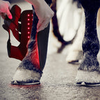 Portable Phototherapy For Horse Legs Lootquake LLC