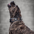 Atlantis Collar Bestia Dog Gear