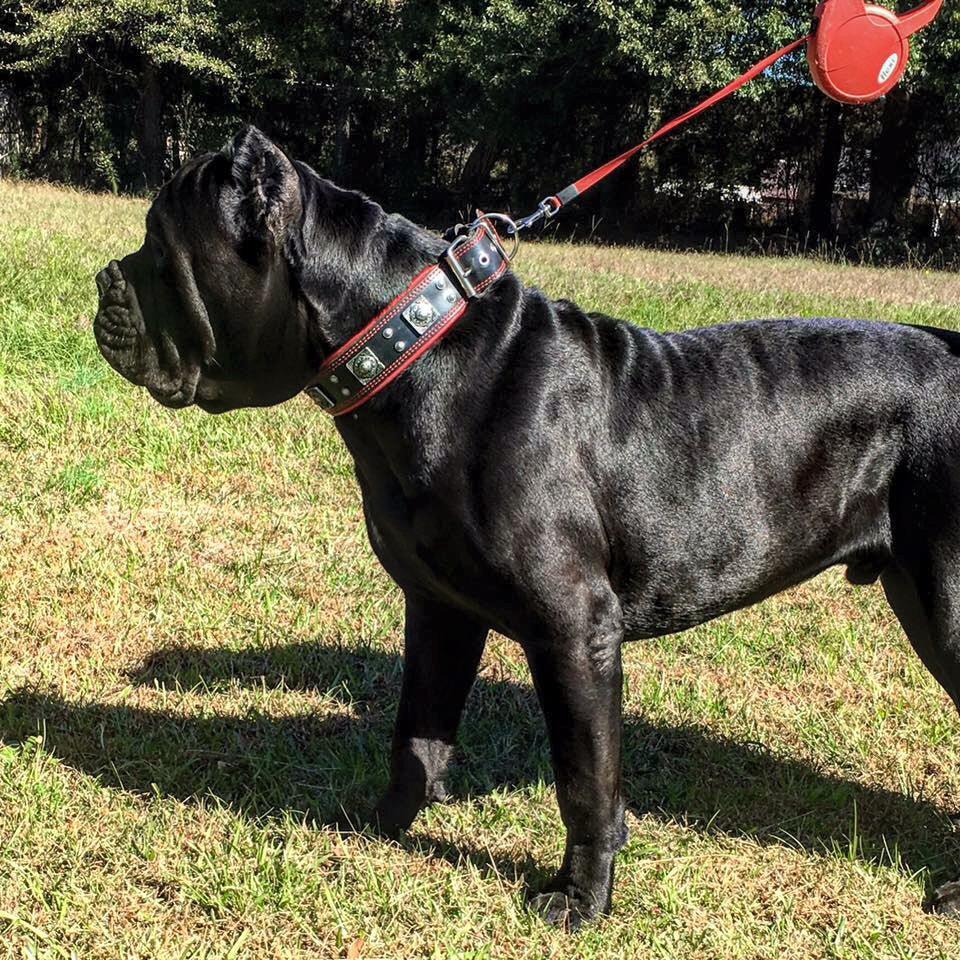 The "Eros" collar 2.5 inch wide black & red Bestia Dog Gear