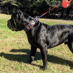 The "Eros" collar 2.5 inch wide black & red Bestia Dog Gear