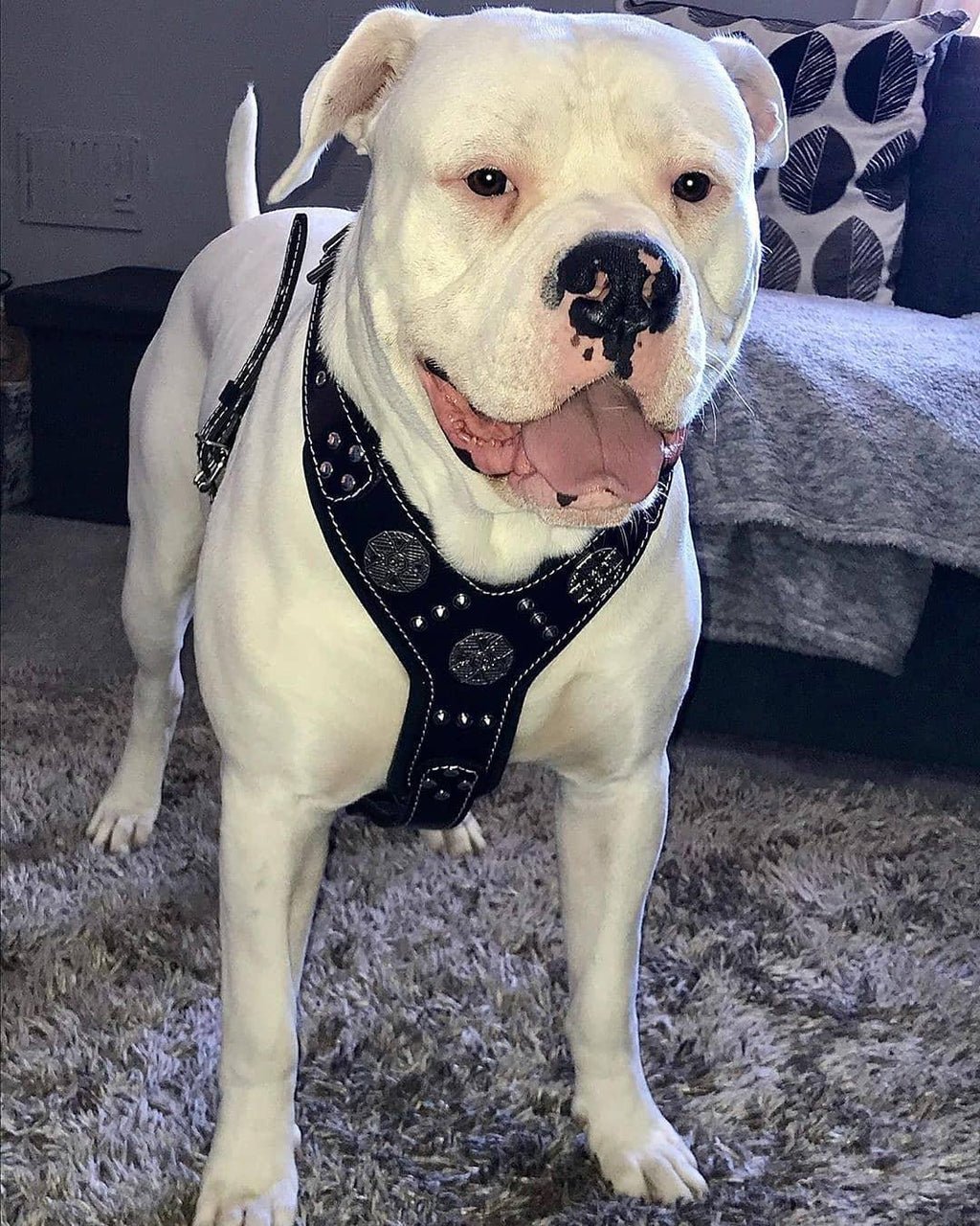 The "Maximus" silver harness - SJB-DIAMOND ELITES